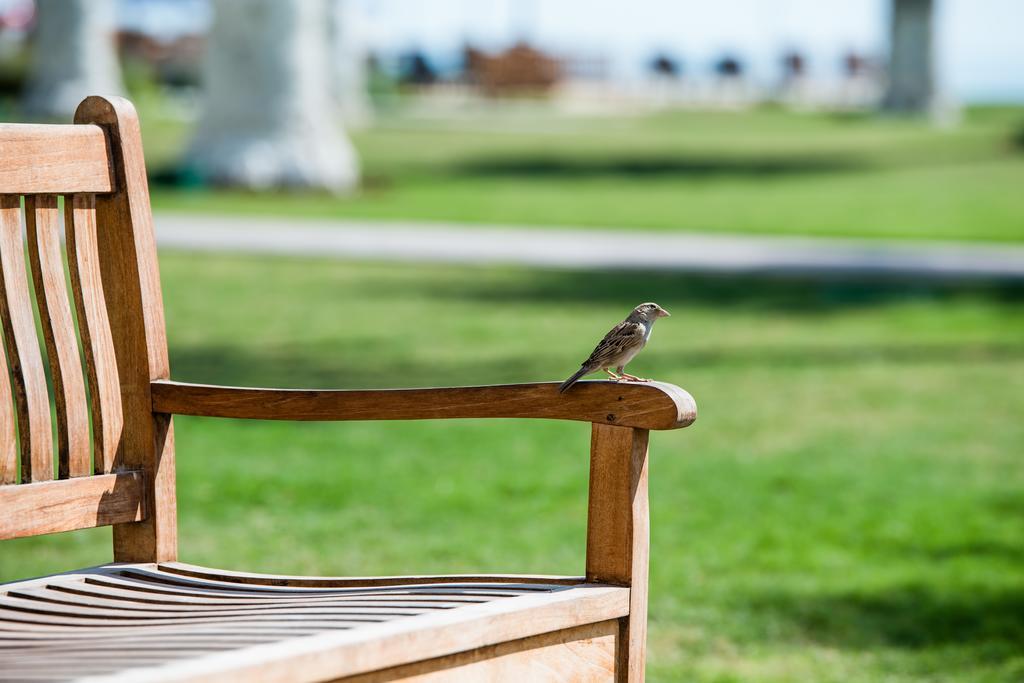 Sealine Beach, A Murwab Resort Musajid Zewnętrze zdjęcie A sparrow on a bench